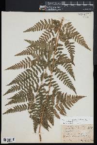 Dryopteris x dowellii image
