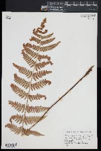 Dryopteris x dowellii image