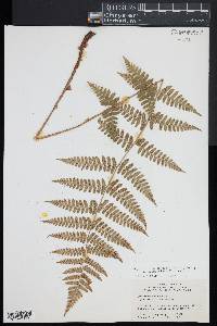Dryopteris x dowellii image