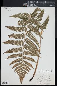 Dryopteris x dowellii image