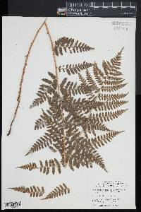 Dryopteris x dowellii image