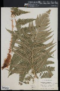 Dryopteris filix-mas image