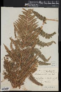 Dryopteris filix-mas image