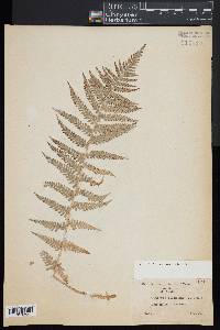 Dryopteris filix-mas image