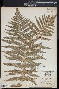 Dryopteris filix-mas image