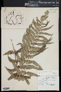 Dryopteris filix-mas image