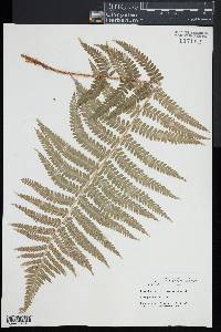 Dryopteris filix-mas image