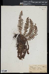 Dryopteris fragrans image