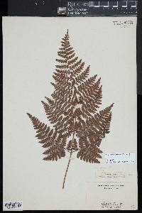 Dryopteris glabra image