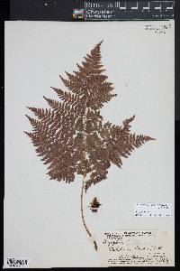 Dryopteris glabra image