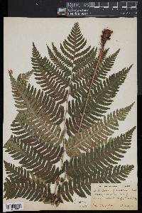 Dryopteris goldieana image