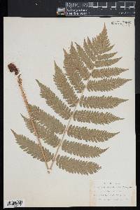 Dryopteris goldieana image