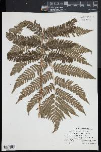 Dryopteris goldieana image