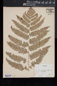 Dryopteris goldieana image