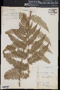 Dryopteris goldieana image