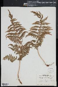 Dryopteris karwinskyana image