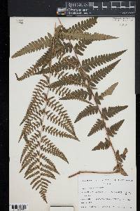 Dryopteris ludoviciana image