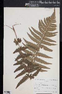 Dryopteris ludoviciana image