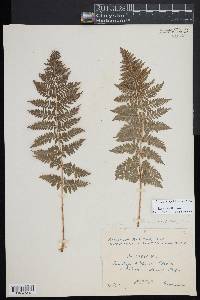 Dryopteris mindshelkensis image