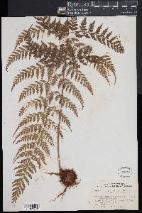 Dryopteris patula image