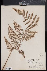 Dryopteris patula image