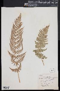 Dryopteris patula image