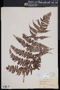 Dryopteris peranema image