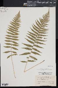 Dryopteris simulata image