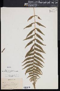 Dryopteris simulata image