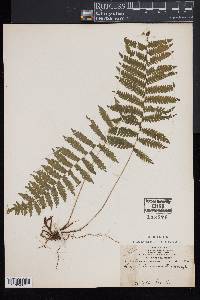 Dryopteris simulata image