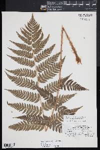 Dryopteris slossoniae image