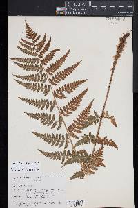 Dryopteris slossoniae image