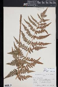 Dryopteris slossoniae image