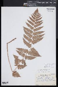 Dryopteris slossoniae image