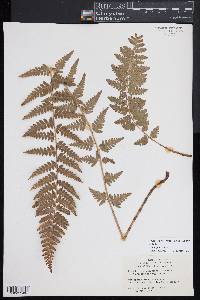 Dryopteris slossoniae image