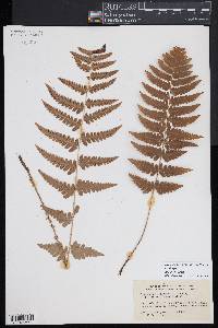 Dryopteris slossoniae image