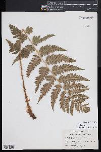 Dryopteris slossoniae image