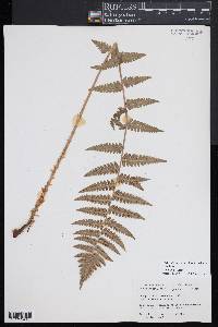 Dryopteris slossoniae image