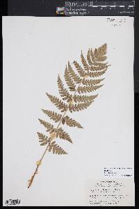 Dryopteris slossoniae image