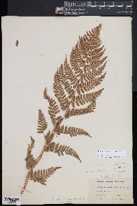 Dryopteris × triploidea image