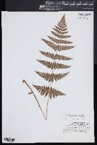 Dryopteris × triploidea image