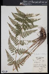 Dryopteris × triploidea image