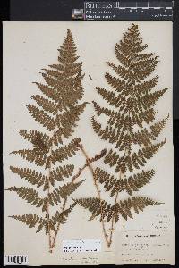 Dryopteris × triploidea image