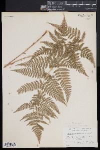 Dryopteris × triploidea image