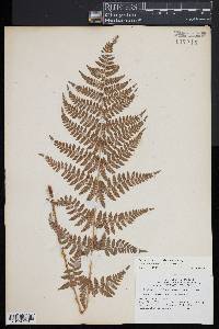 Dryopteris × triploidea image