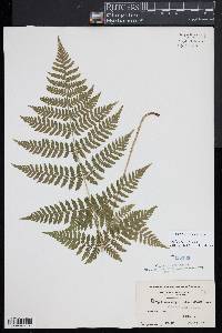 Dryopteris × triploidea image