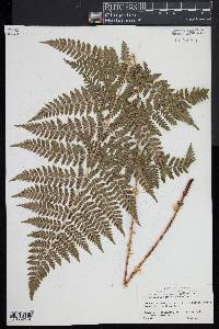 Dryopteris × triploidea image