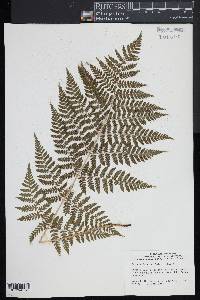 Dryopteris × triploidea image