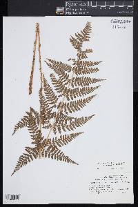 Dryopteris × triploidea image