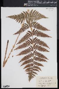 Dryopteris × triploidea image